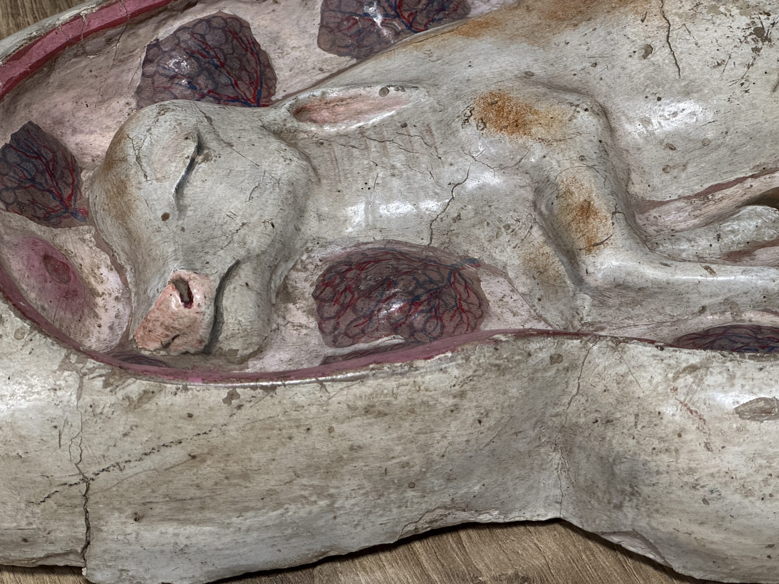 Medisch model van een baarmoeder van een koe Medisch model van een baarmoeder van een koe