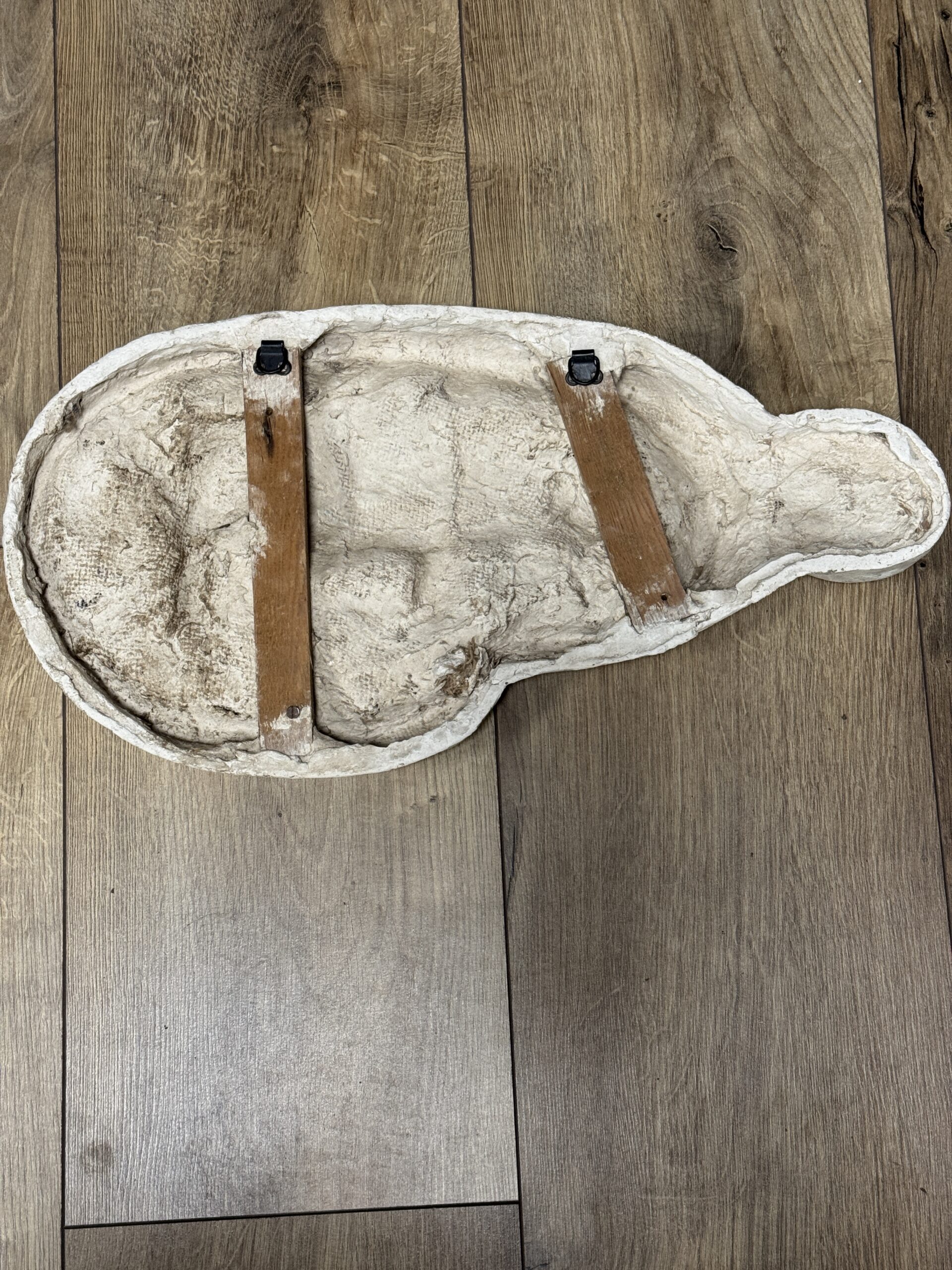 Medisch model van een baarmoeder van een koe Medisch model van een baarmoeder van een koe