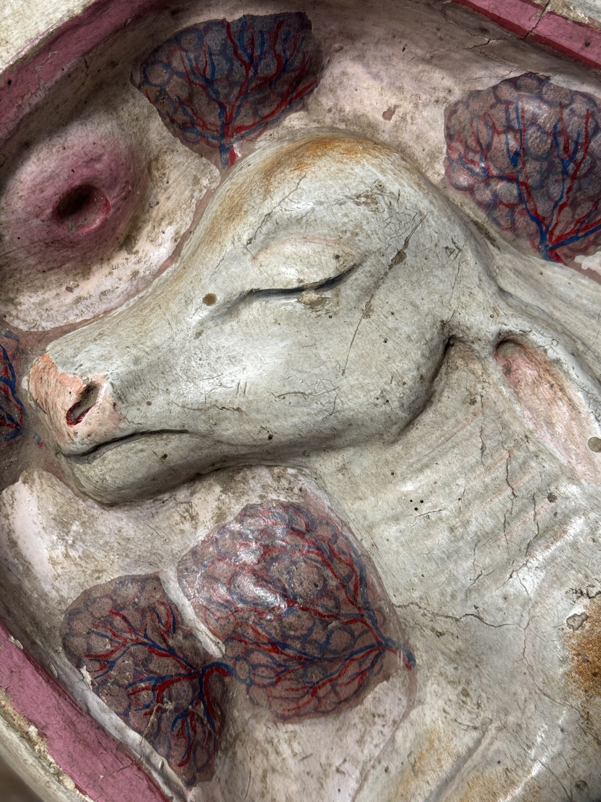 Medisch model van een baarmoeder van een koe Medisch model van een baarmoeder van een koe