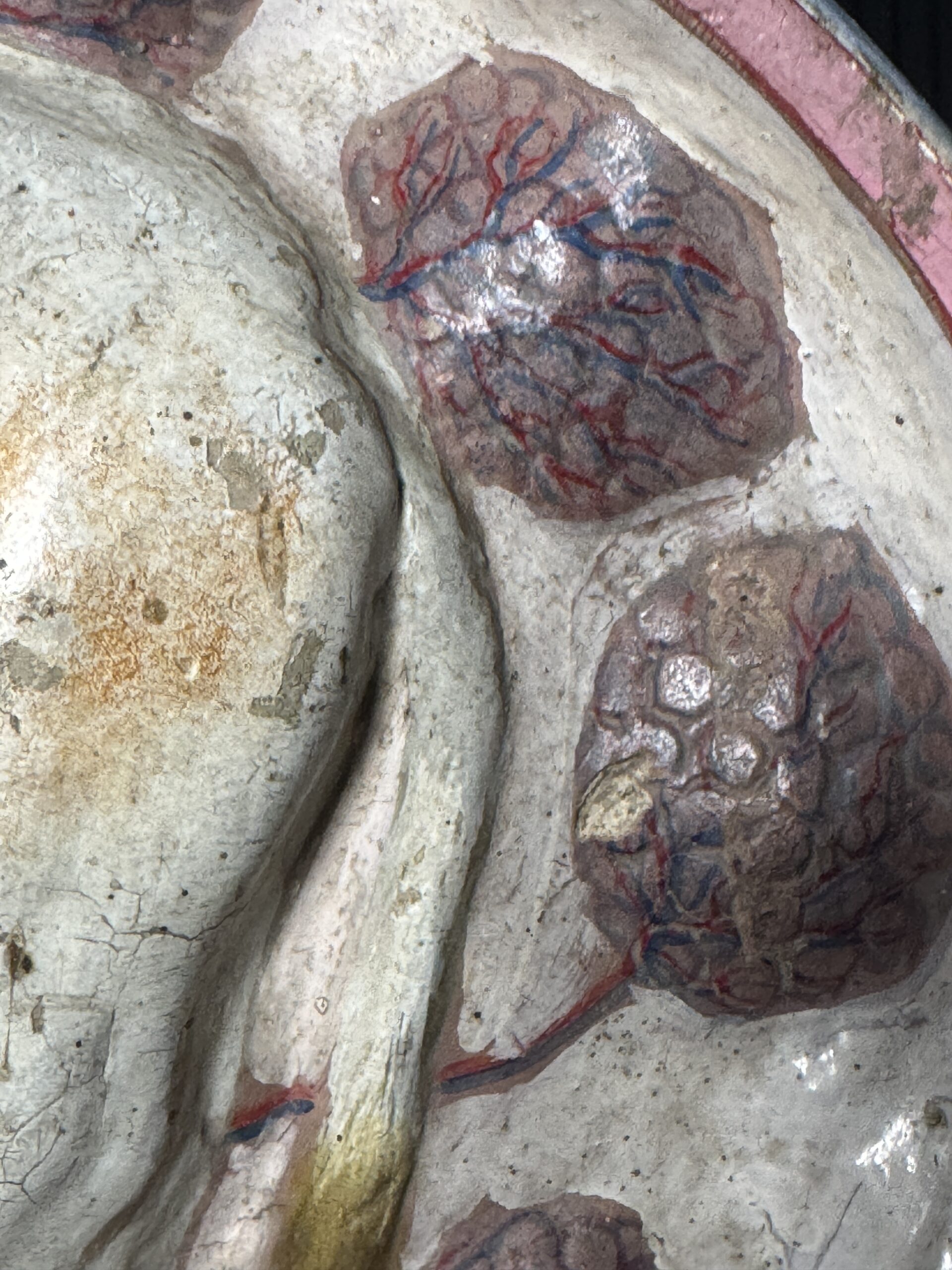 Medisch model van een baarmoeder van een koe Medisch model van een baarmoeder van een koe