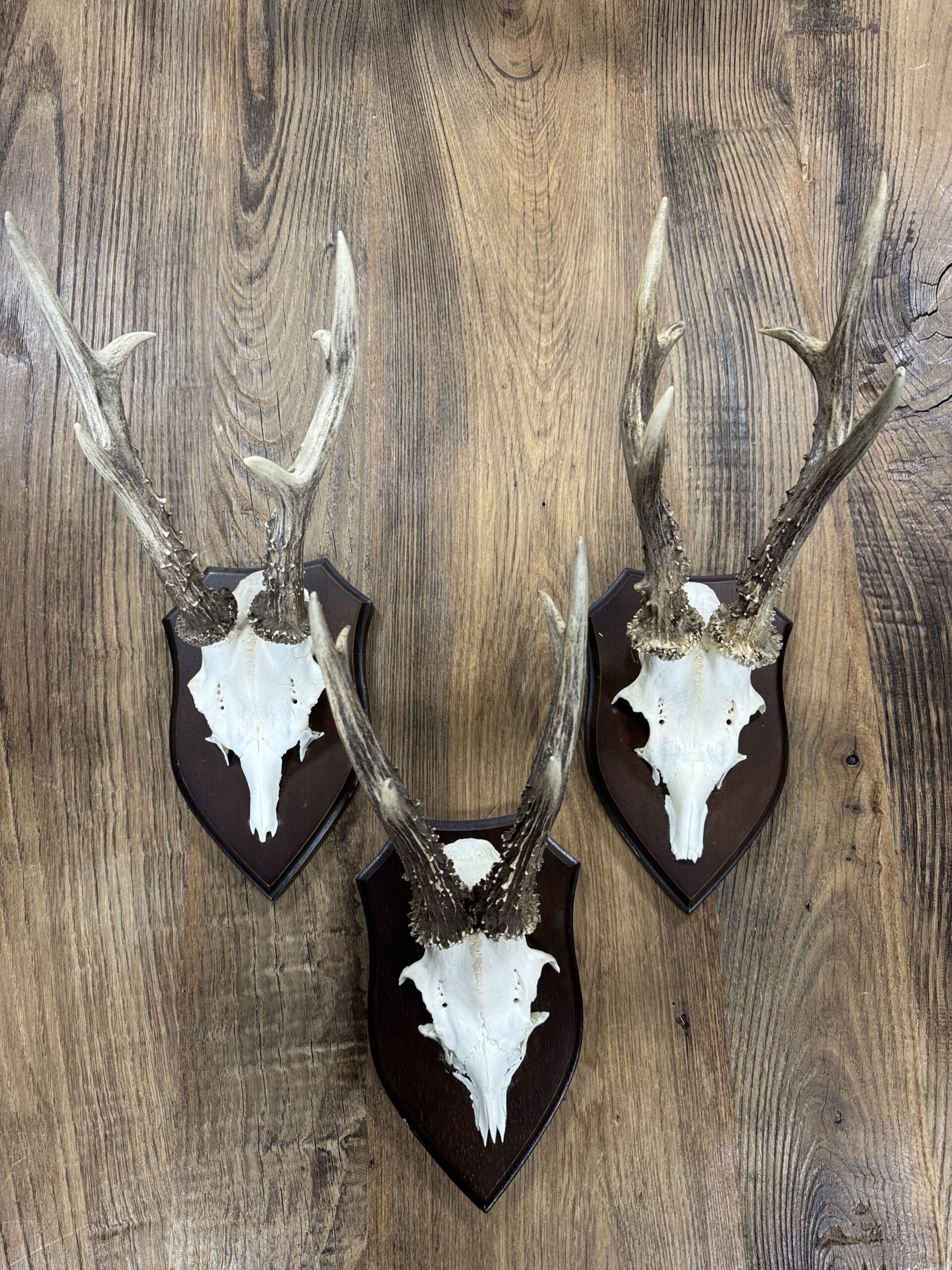 Reegeweitjes (L) Reegeweitjes (L)