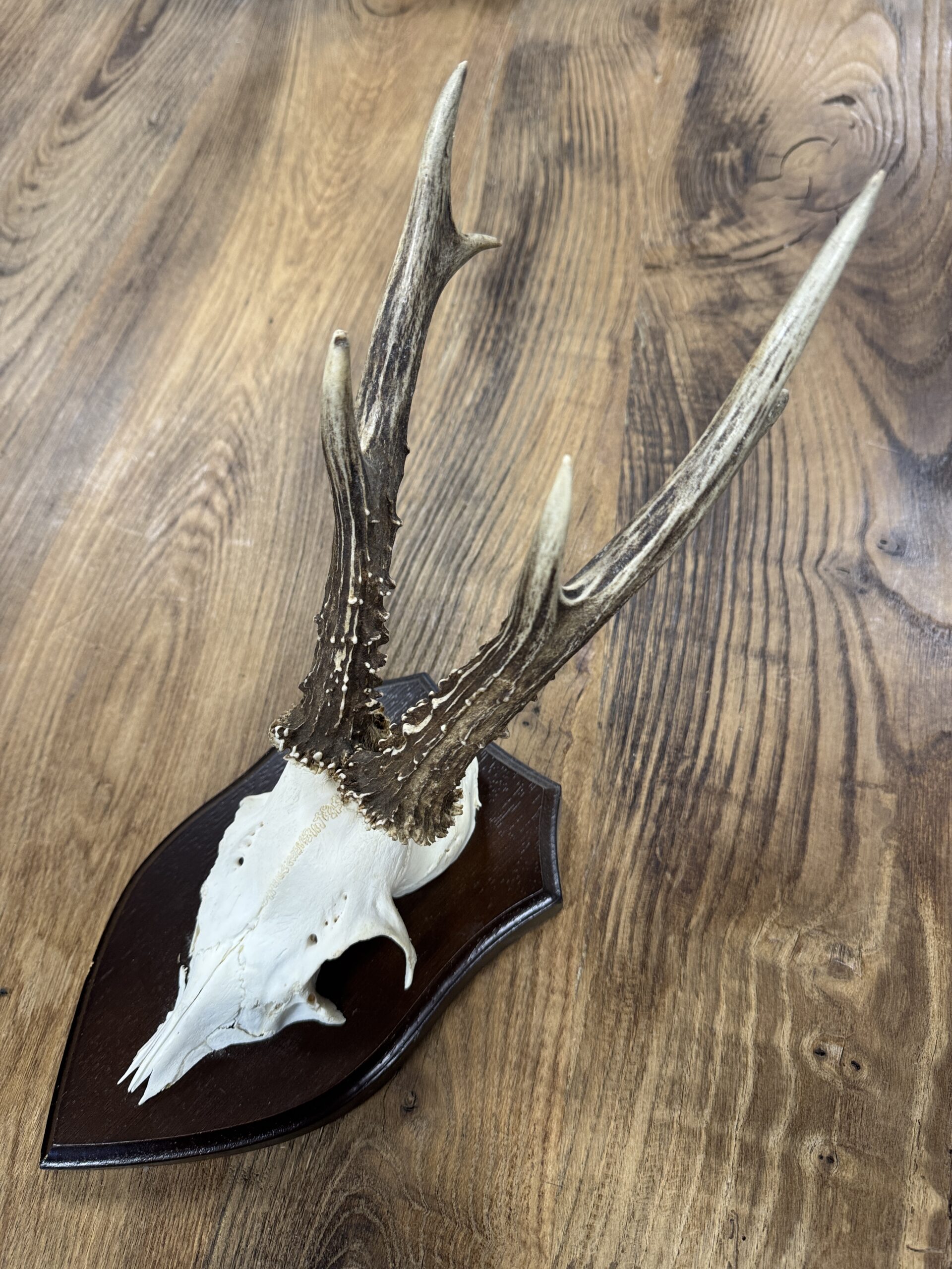 Reegeweitjes (L) Reegeweitjes (L)