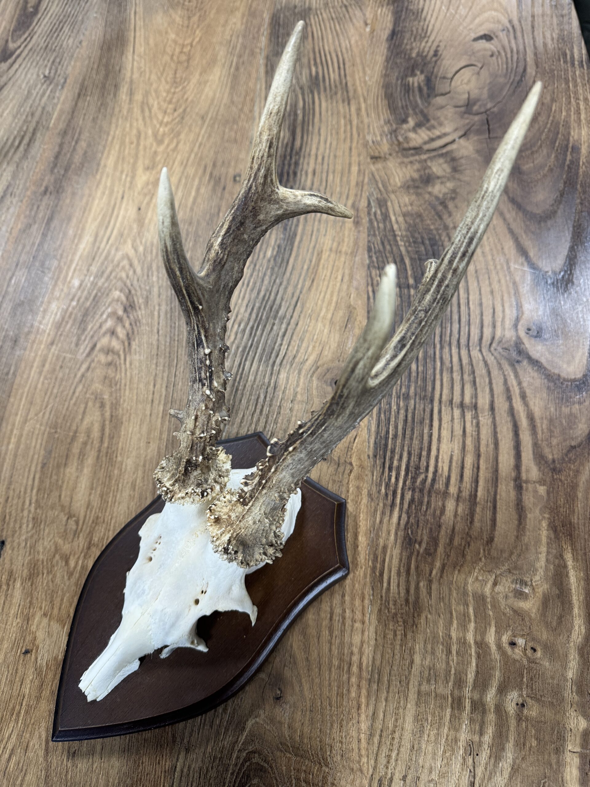 Reegeweitjes (L) Reegeweitjes (L)