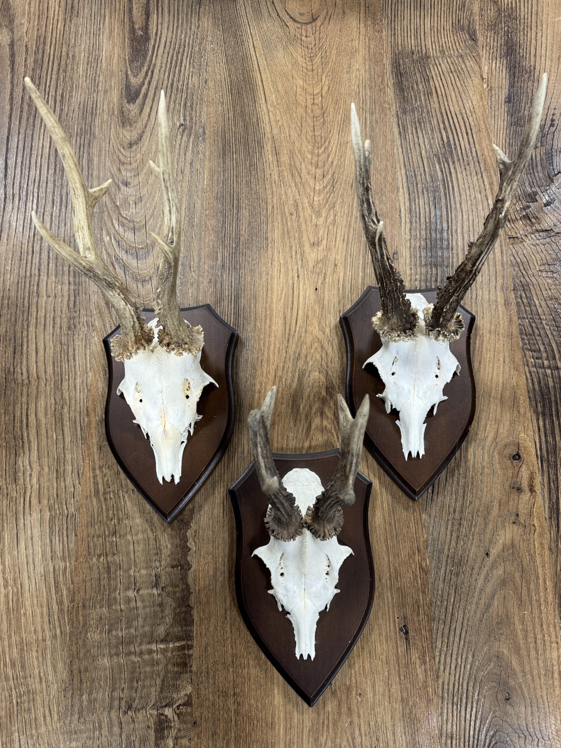 Reegeweitjes (M) Reegeweitjes (M)