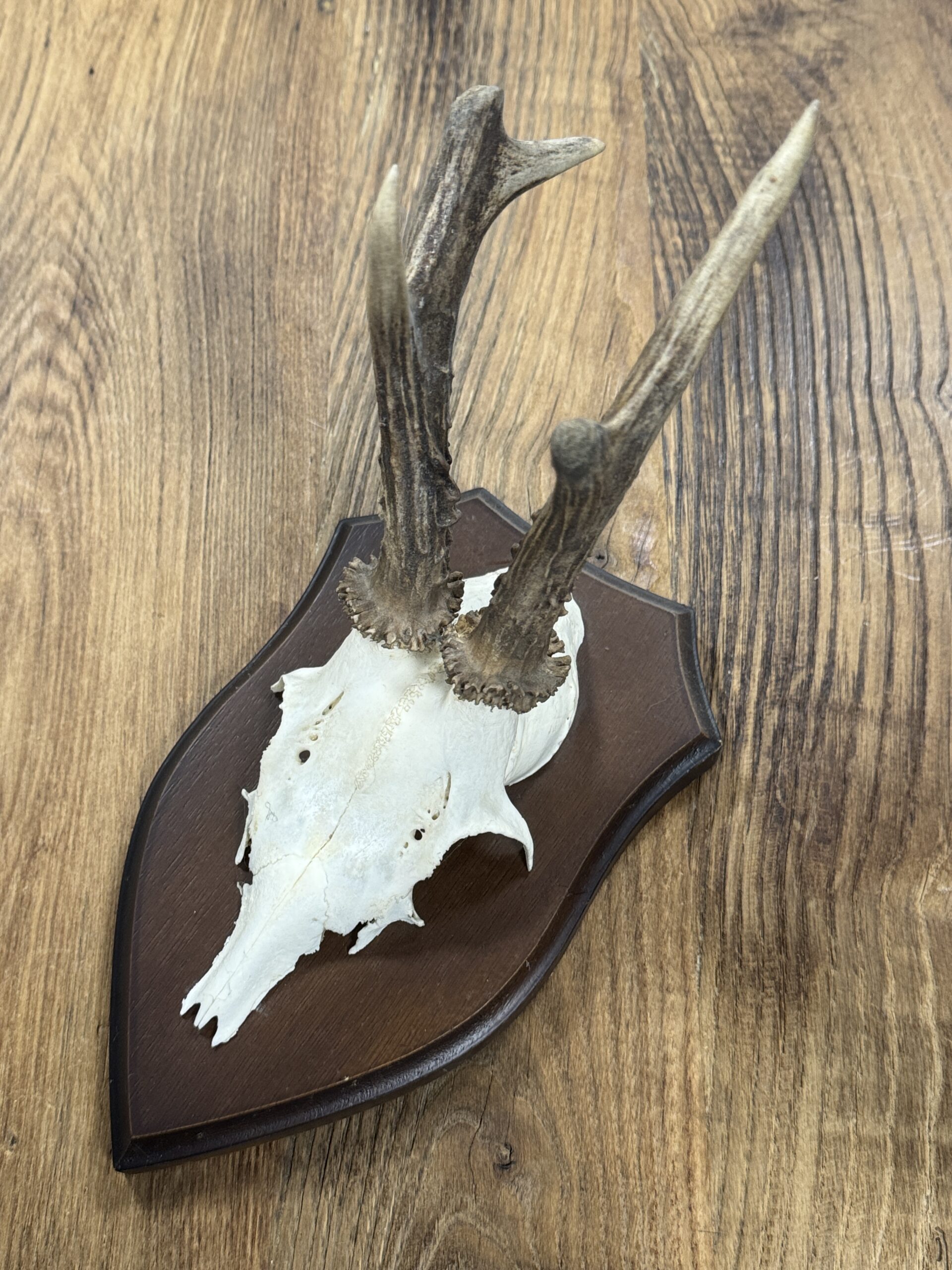 Reegeweitjes (M) Reegeweitjes (M)