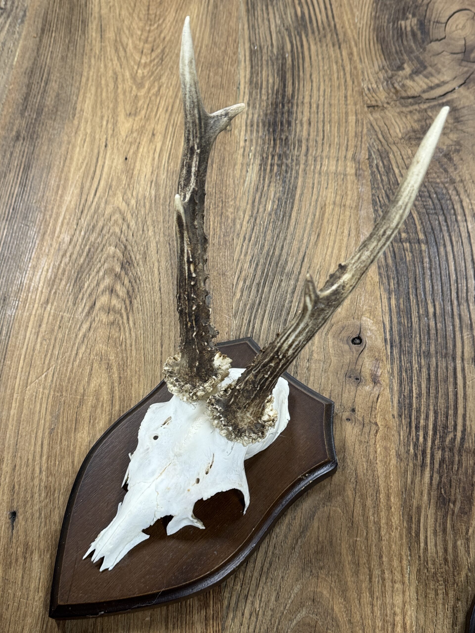 Reegeweitjes (M) Reegeweitjes (M)