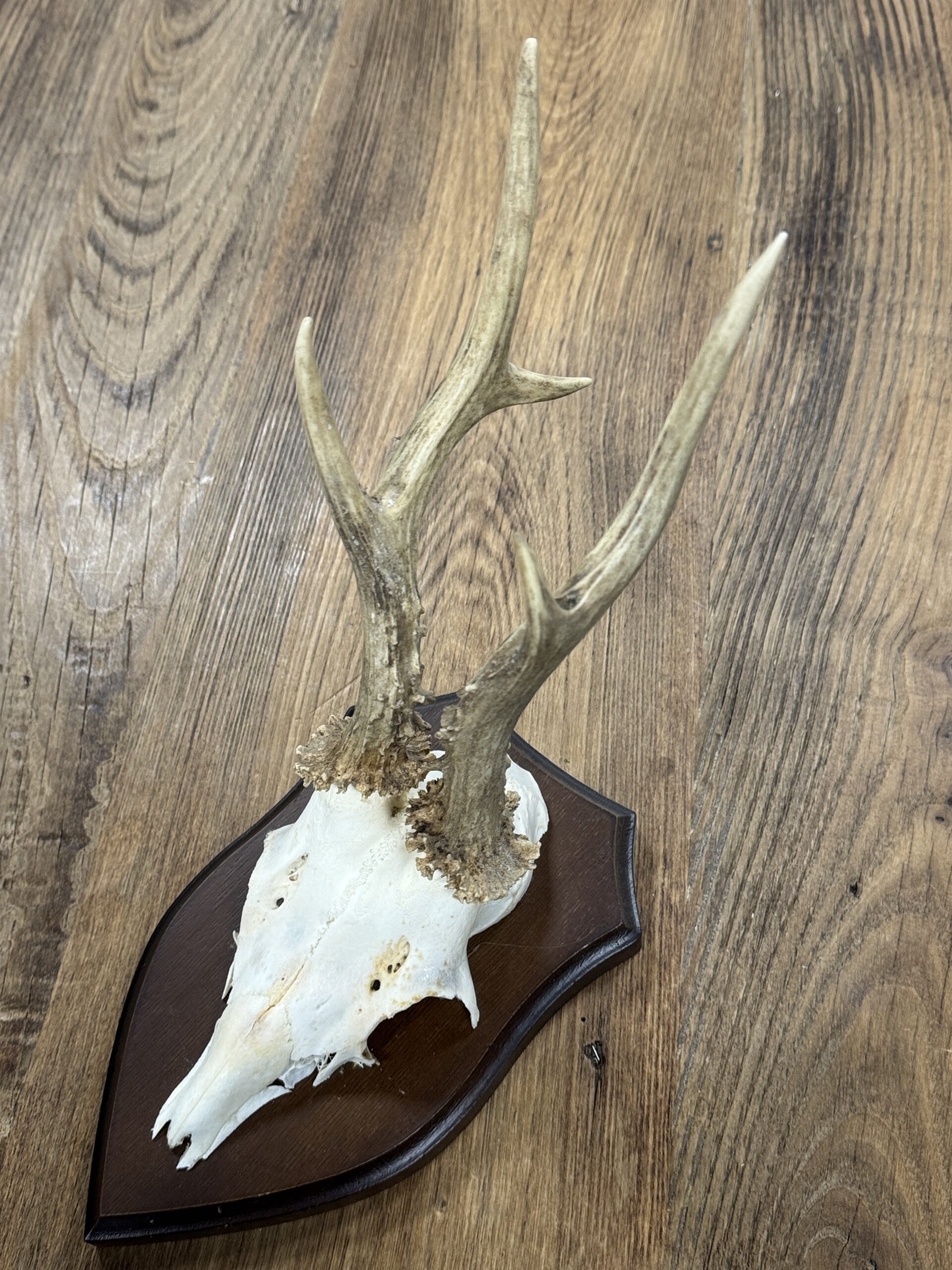 Reegeweitjes (M) Reegeweitjes (M)