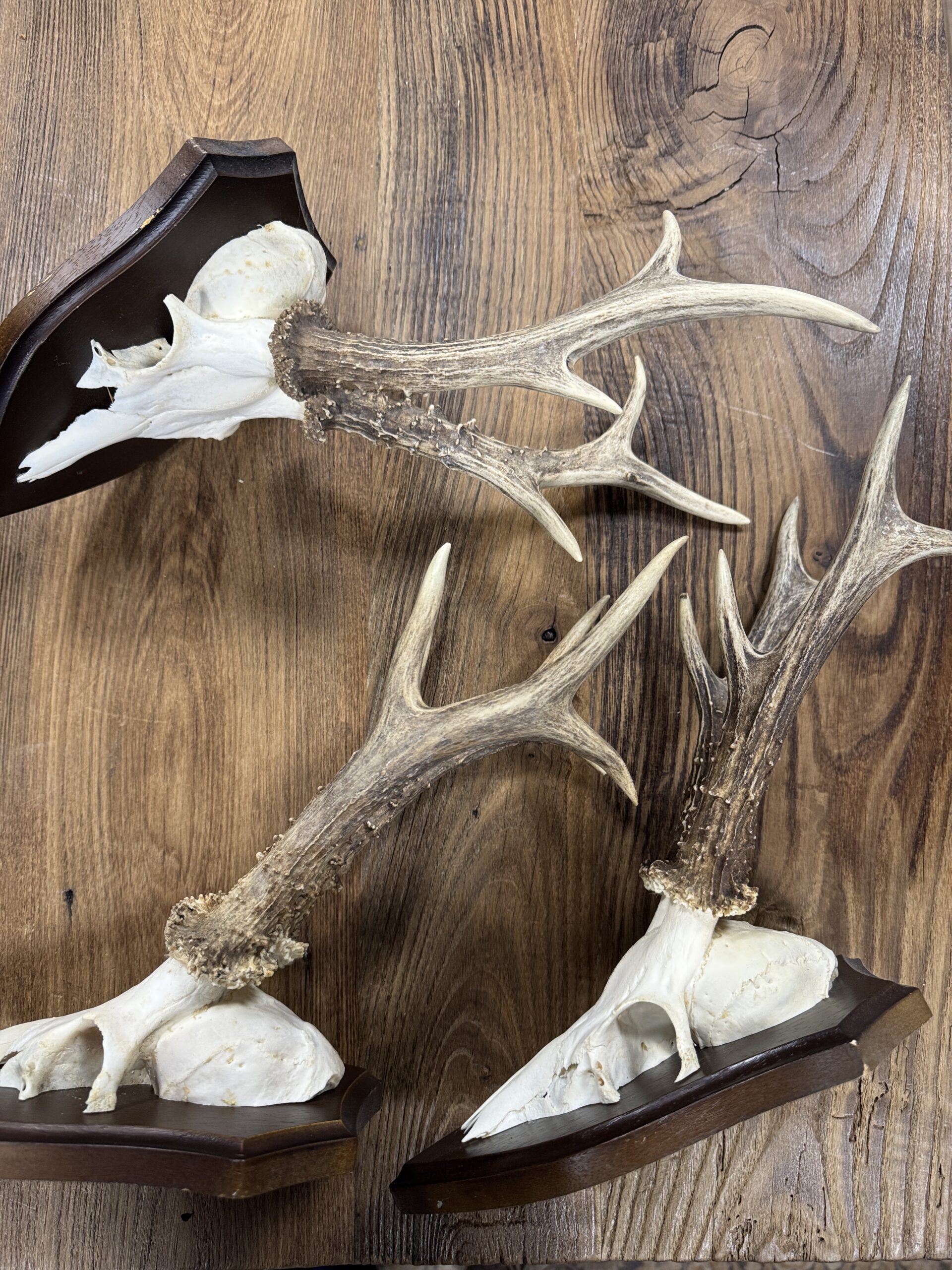 Reegeweitjes (L) Reegeweitjes (L)