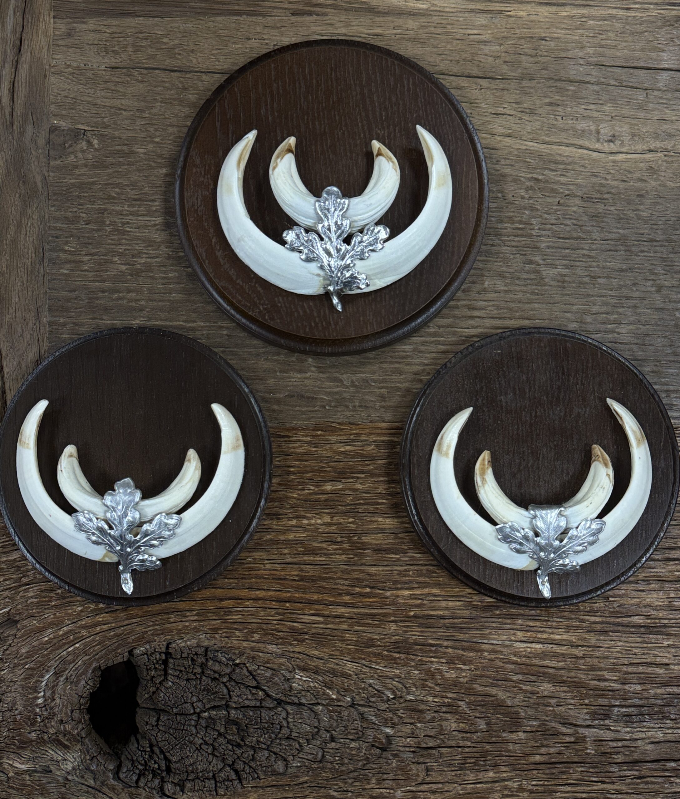 Zwijnentanden op schild