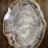 Dienblad van versteend hout Dienblad van versteend hout