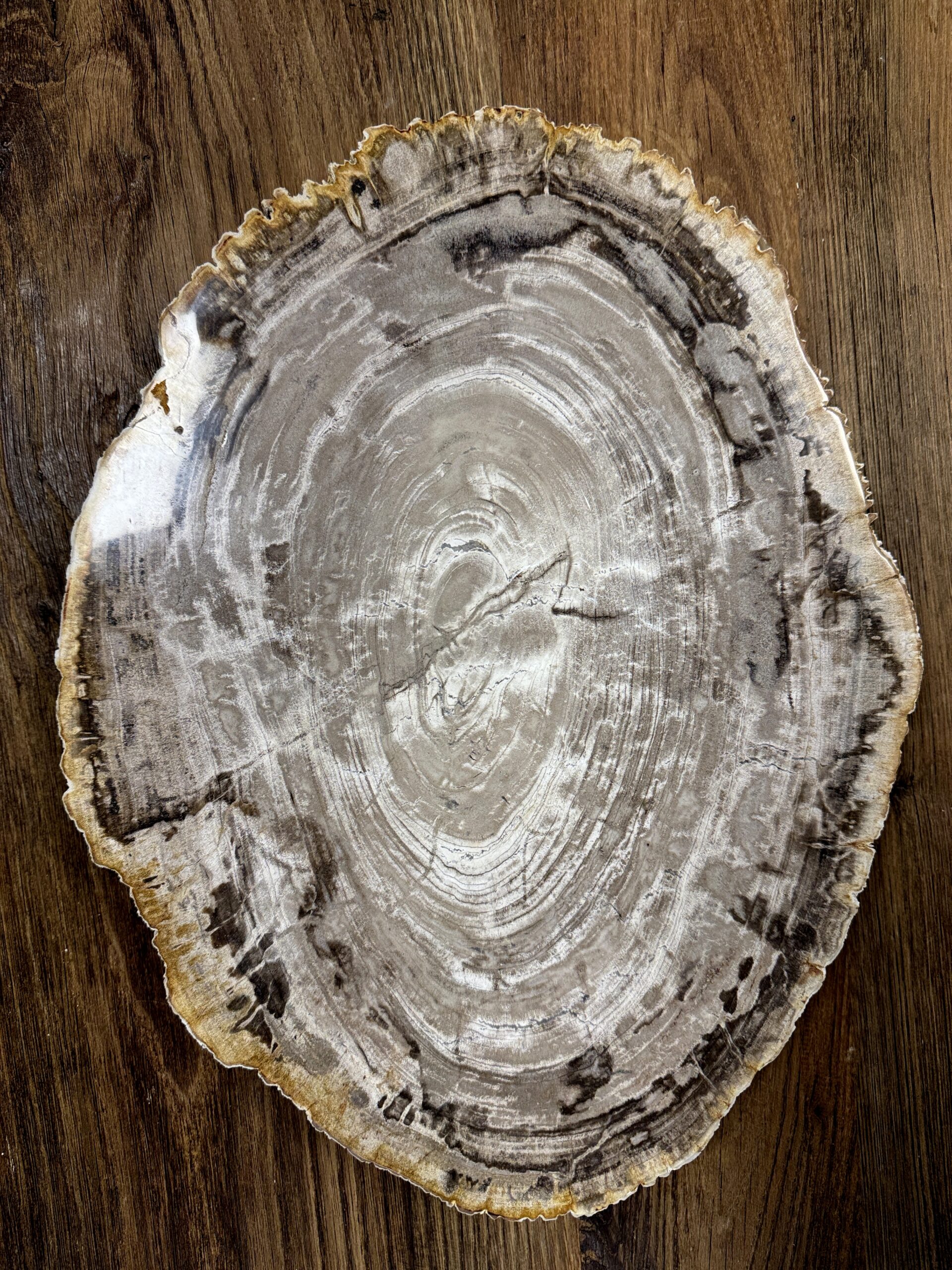 Dienblad van versteend hout Dienblad van versteend hout