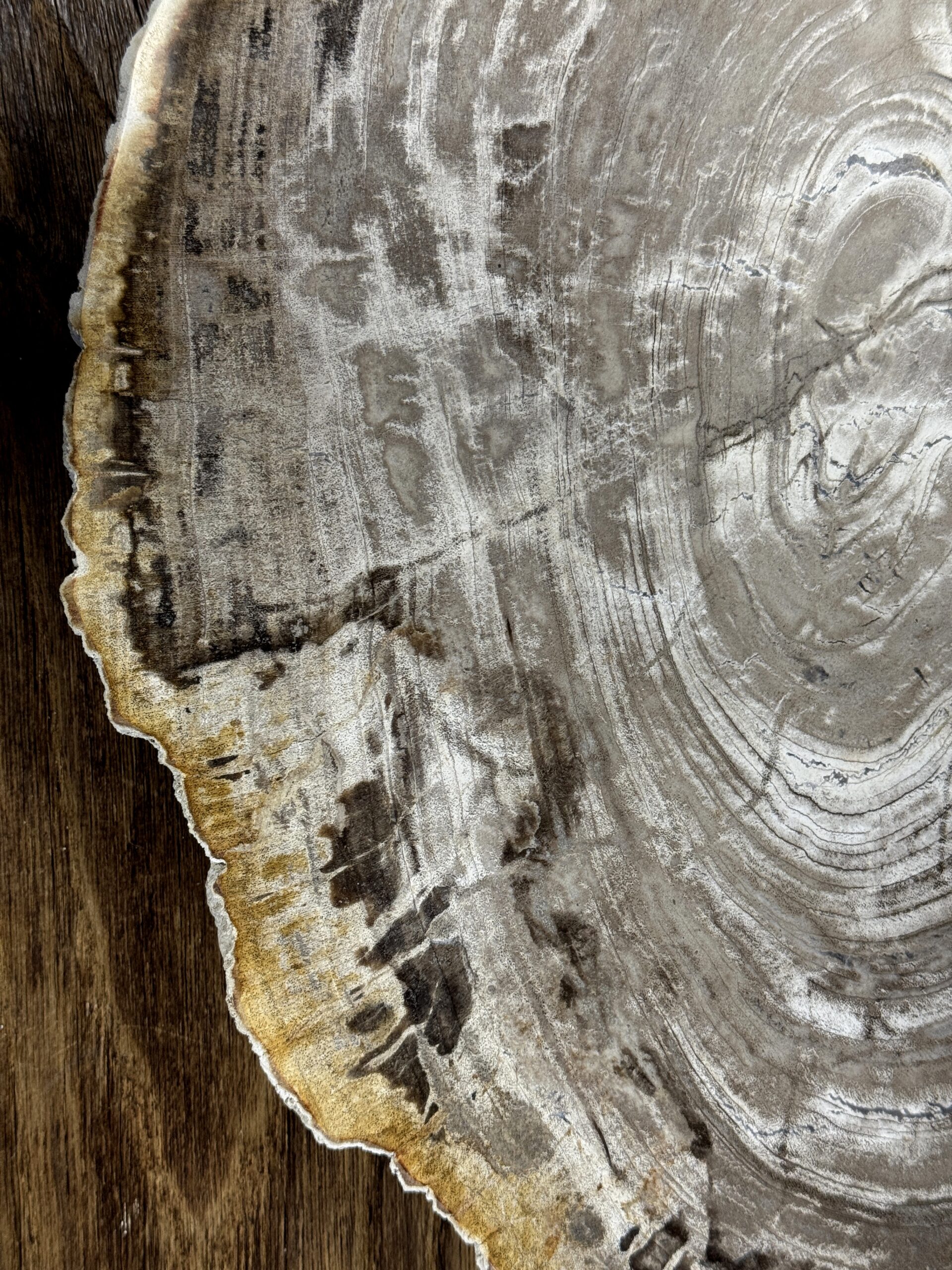 Dienblad van versteend hout Dienblad van versteend hout