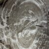 Dienblad van versteend hout Dienblad van versteend hout