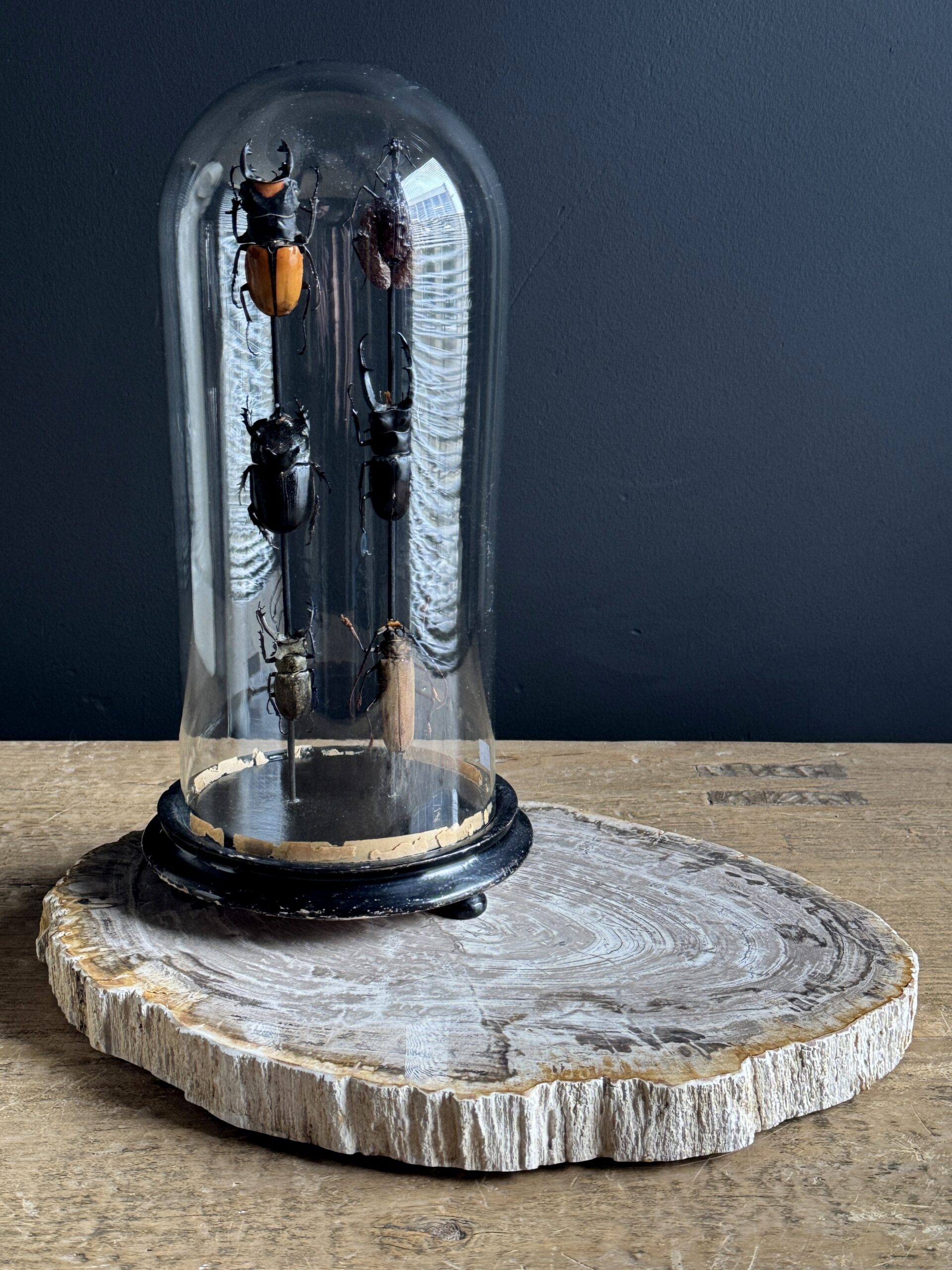 Dienblad van versteend hout Dienblad van versteend hout