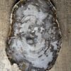 Dienblad van versteend hout