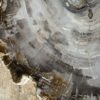 Dienblad van versteend hout