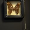 Vlinder ATTACUS ATLAS in collectieframe