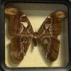 Vlinder ATTACUS ATLAS in collectieframe