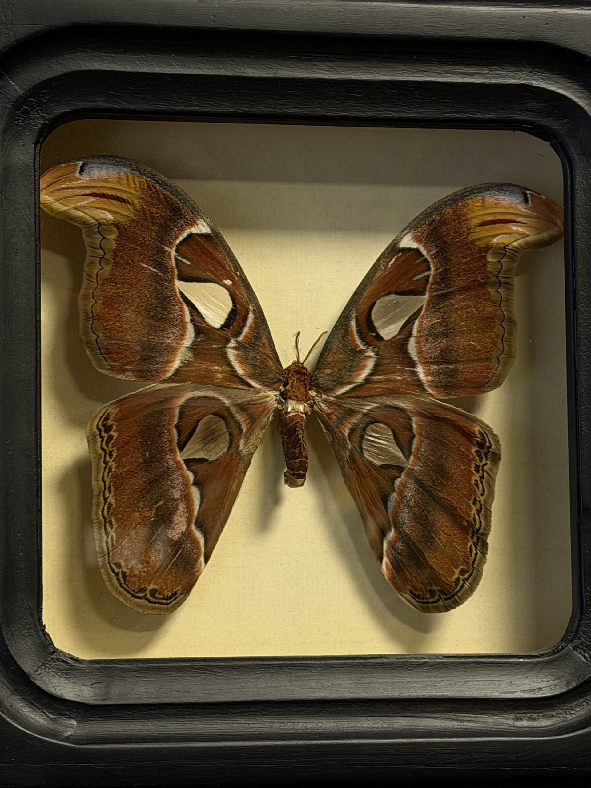 Vlinder ATTACUS ATLAS in collectieframe Vlinder ATTACUS ATLAS in collectieframe