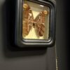 Vlinder ATTACUS ATLAS in collectieframe