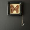 Vlinder ATTACUS ATLAS in collectieframe