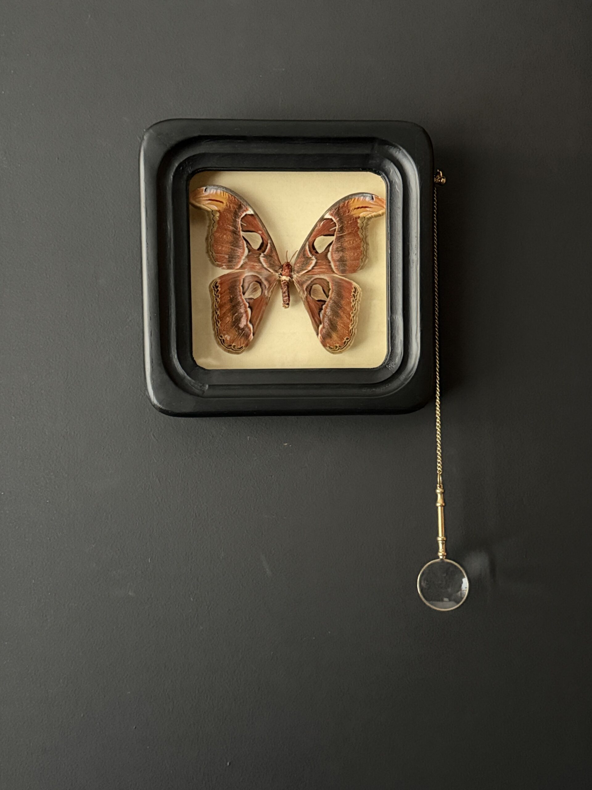 Vlinder ATTACUS ATLAS in collectieframe