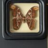Vlinder ATTACUS ATLAS in collectieframe
