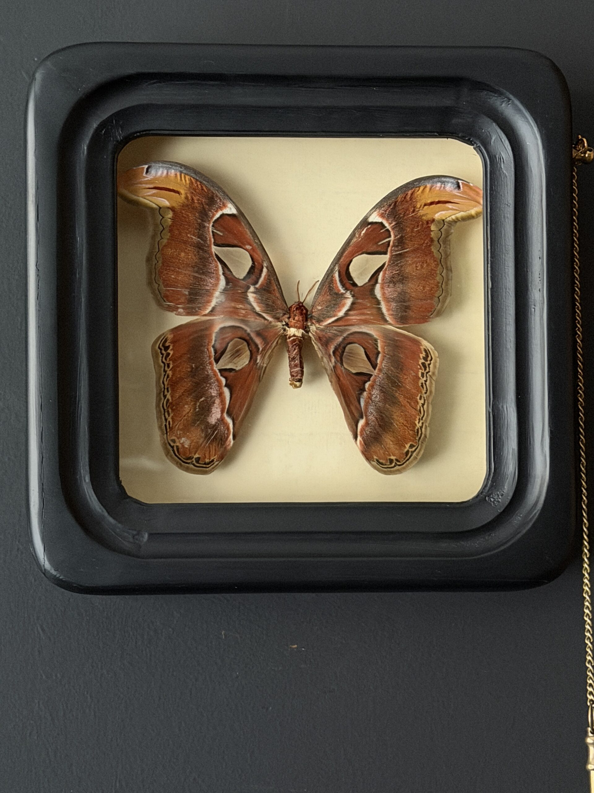Vlinder ATTACUS ATLAS in collectieframe Vlinder ATTACUS ATLAS in collectieframe