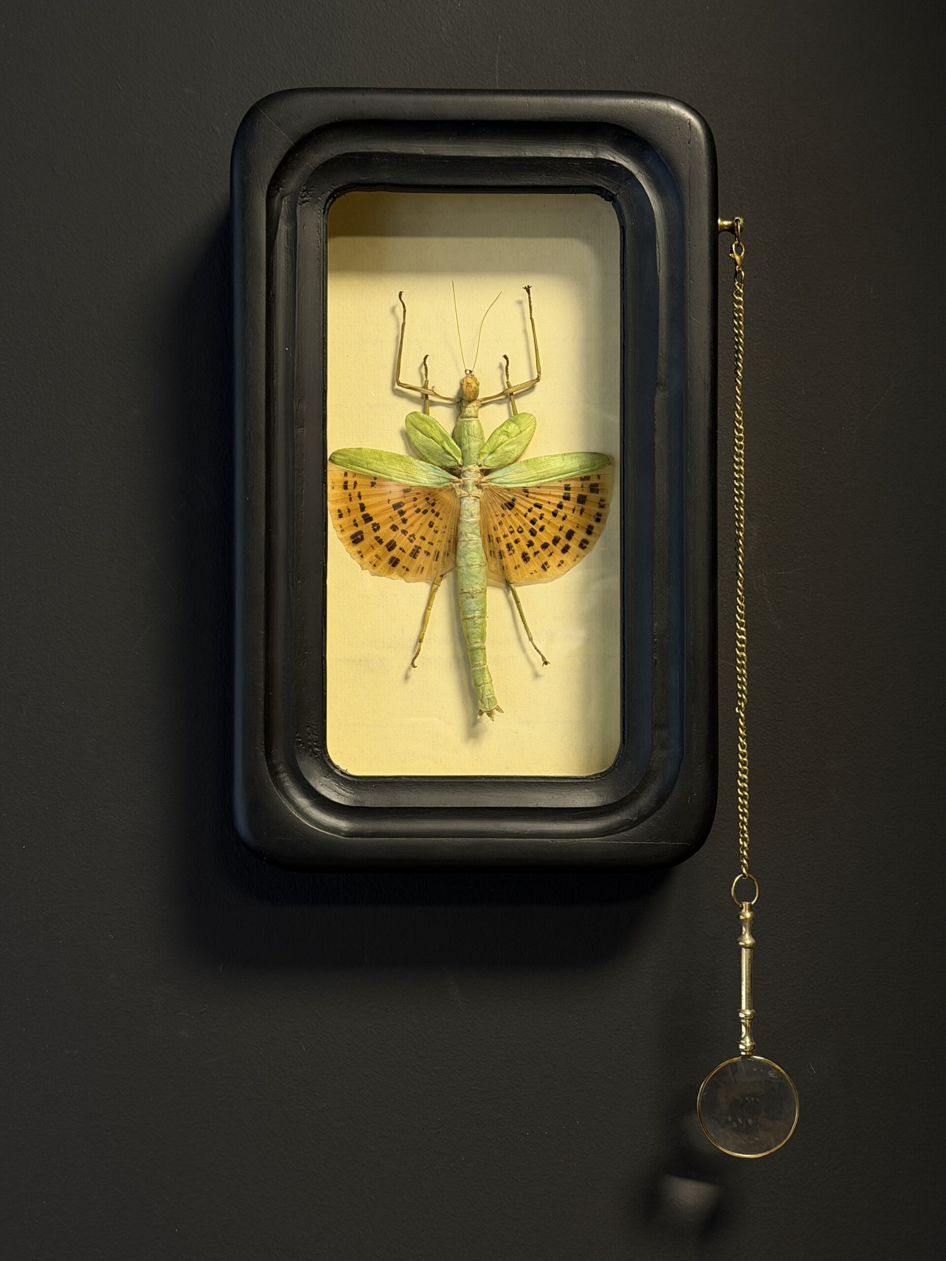 Wandelende tak Paracyphocrania Major met vergrootglas Wandelende tak Paracyphocrania Major met vergrootglas