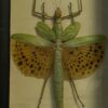 Wandelende tak Paracyphocrania Major met vergrootglas Wandelende tak Paracyphocrania Major met vergrootglas