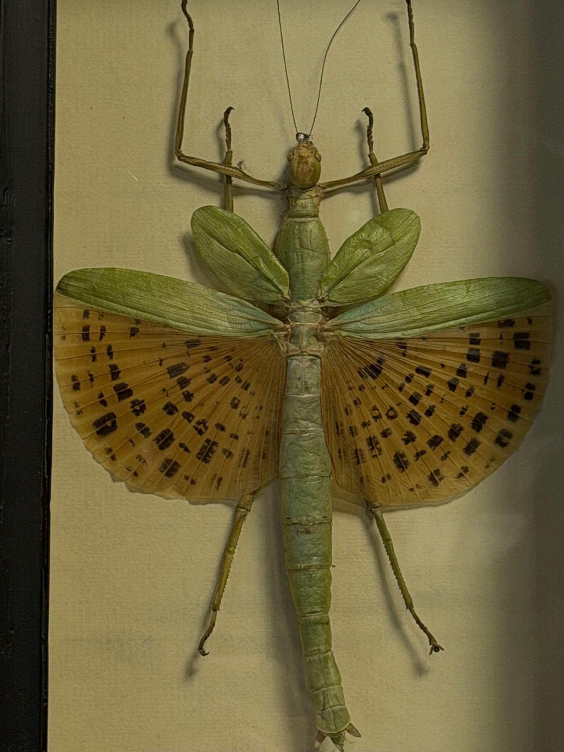 Wandelende tak Paracyphocrania Major met vergrootglas Wandelende tak Paracyphocrania Major met vergrootglas