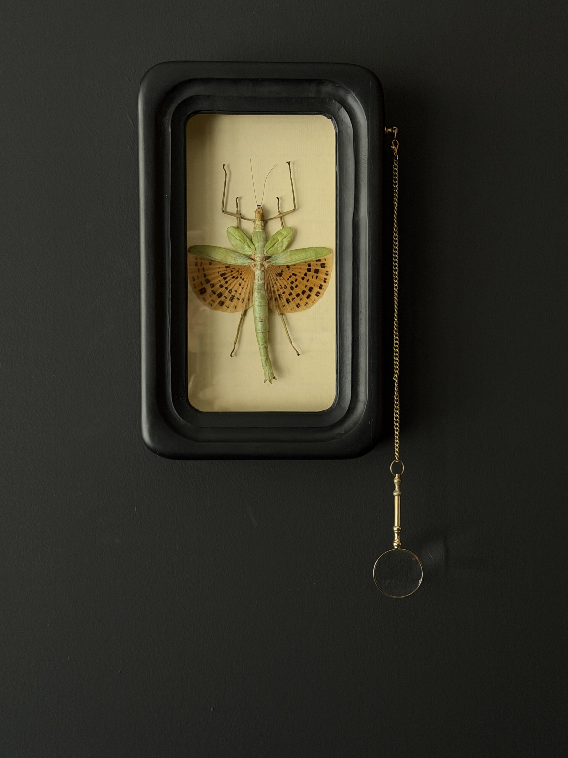 Wandelende tak Paracyphocrania Major met vergrootglas