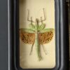 Wandelende tak Paracyphocrania Major met vergrootglas Wandelende tak Paracyphocrania Major met vergrootglas