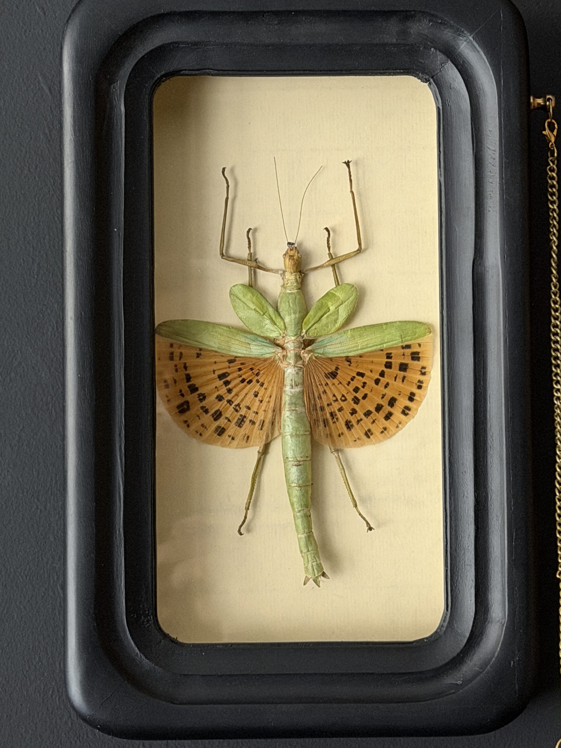 Wandelende tak Paracyphocrania Major met vergrootglas Wandelende tak Paracyphocrania Major met vergrootglas