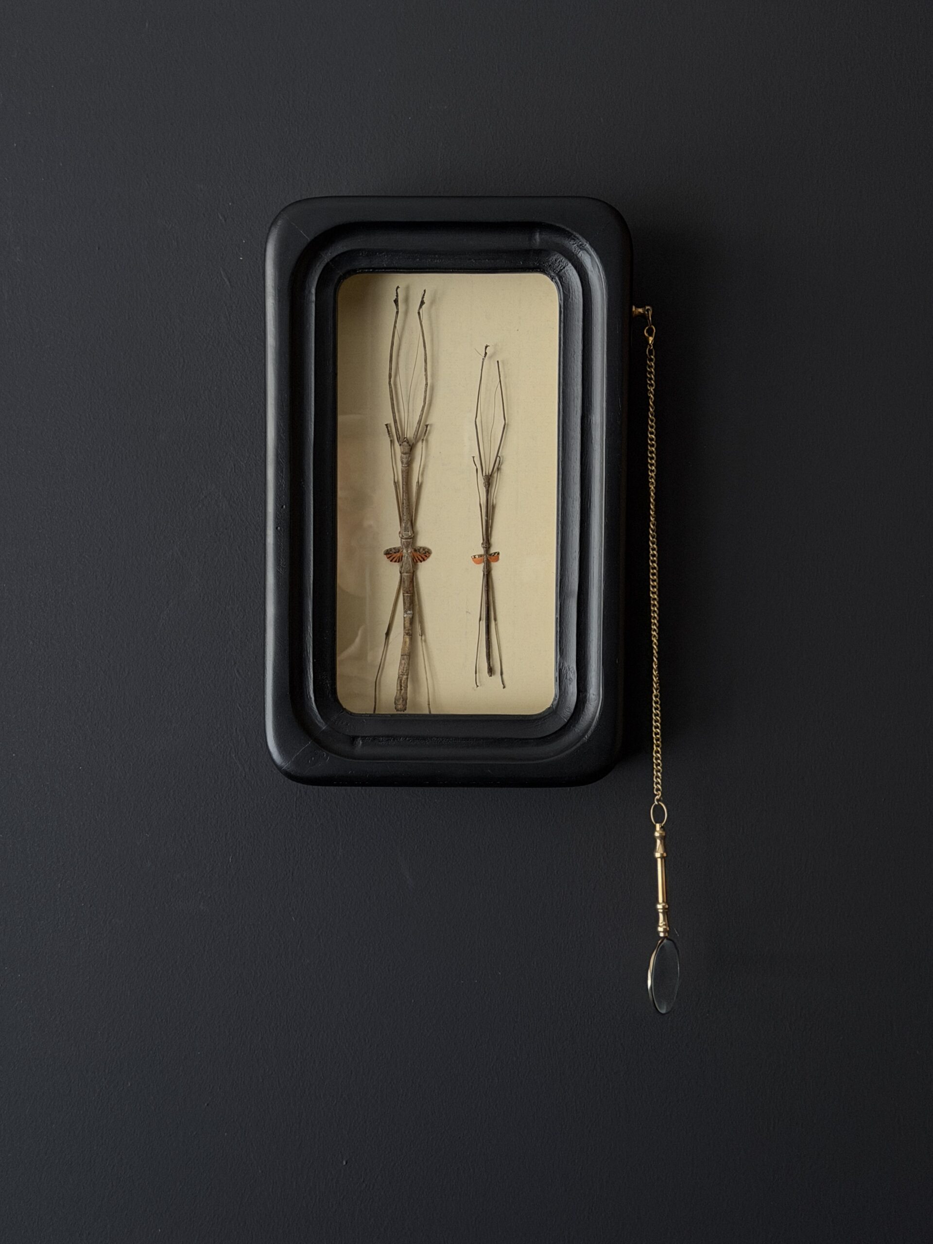 Twee wandelende takken Phaenopharos Struthioneus in observatieframe