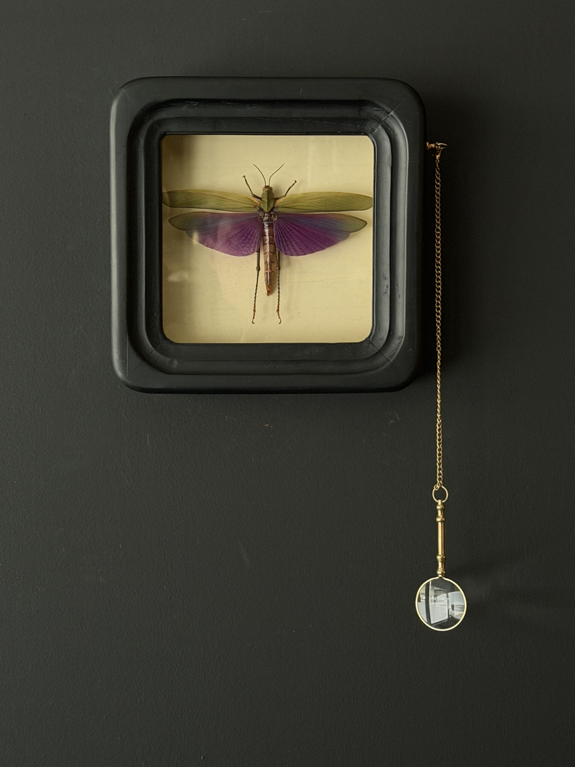 Sprinkhaan -TITANACRIS ALBIPES- in observatieframe