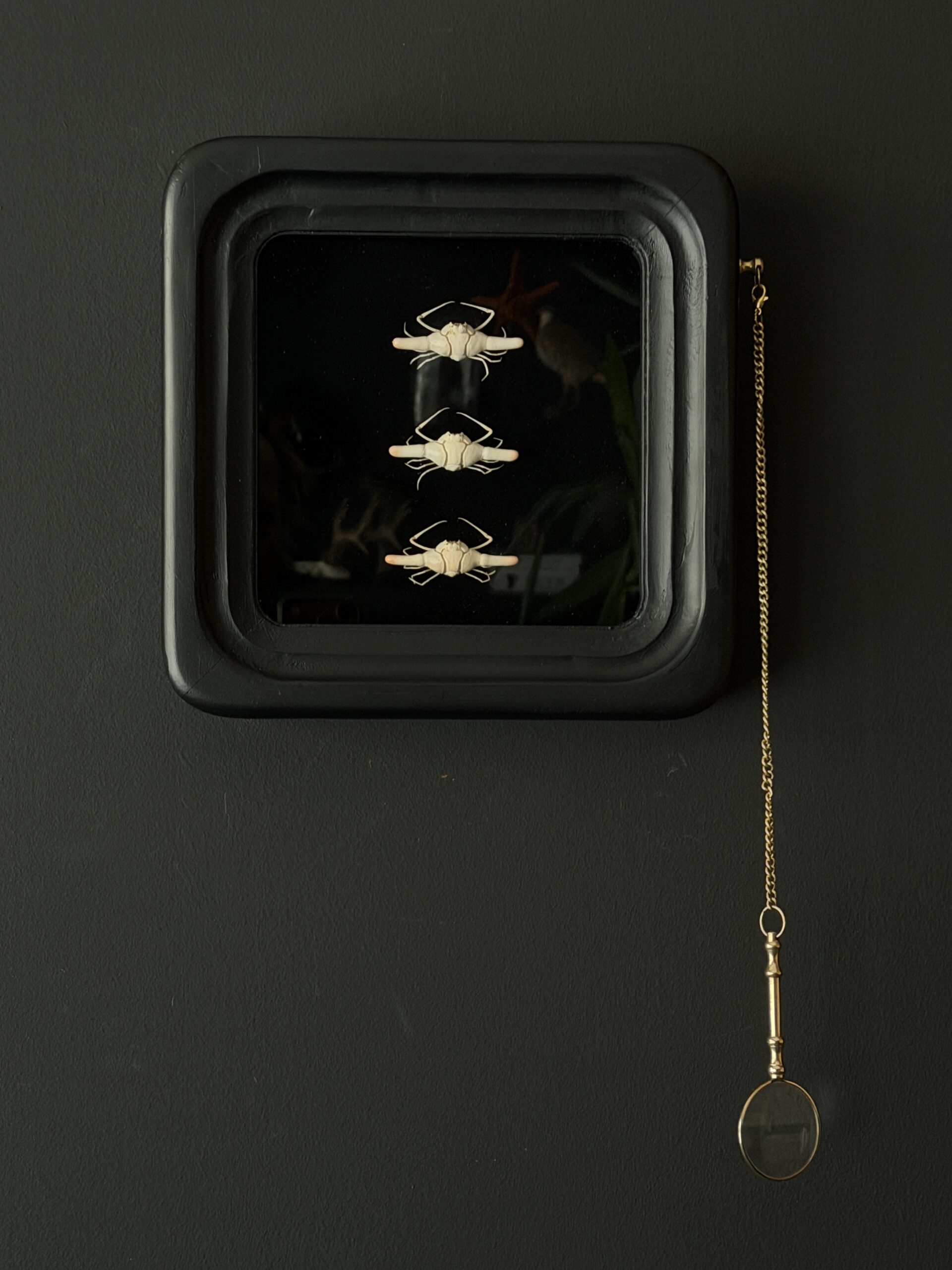 3 IXA CYLINDRUS krabben in observatie frame