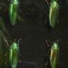 4 Buprestes in observation frame with magnifying glass 4 Buprestes in observation frame with magnifying glass