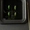 4 Buprestes in observation frame with magnifying glass 4 Buprestes in observation frame with magnifying glass