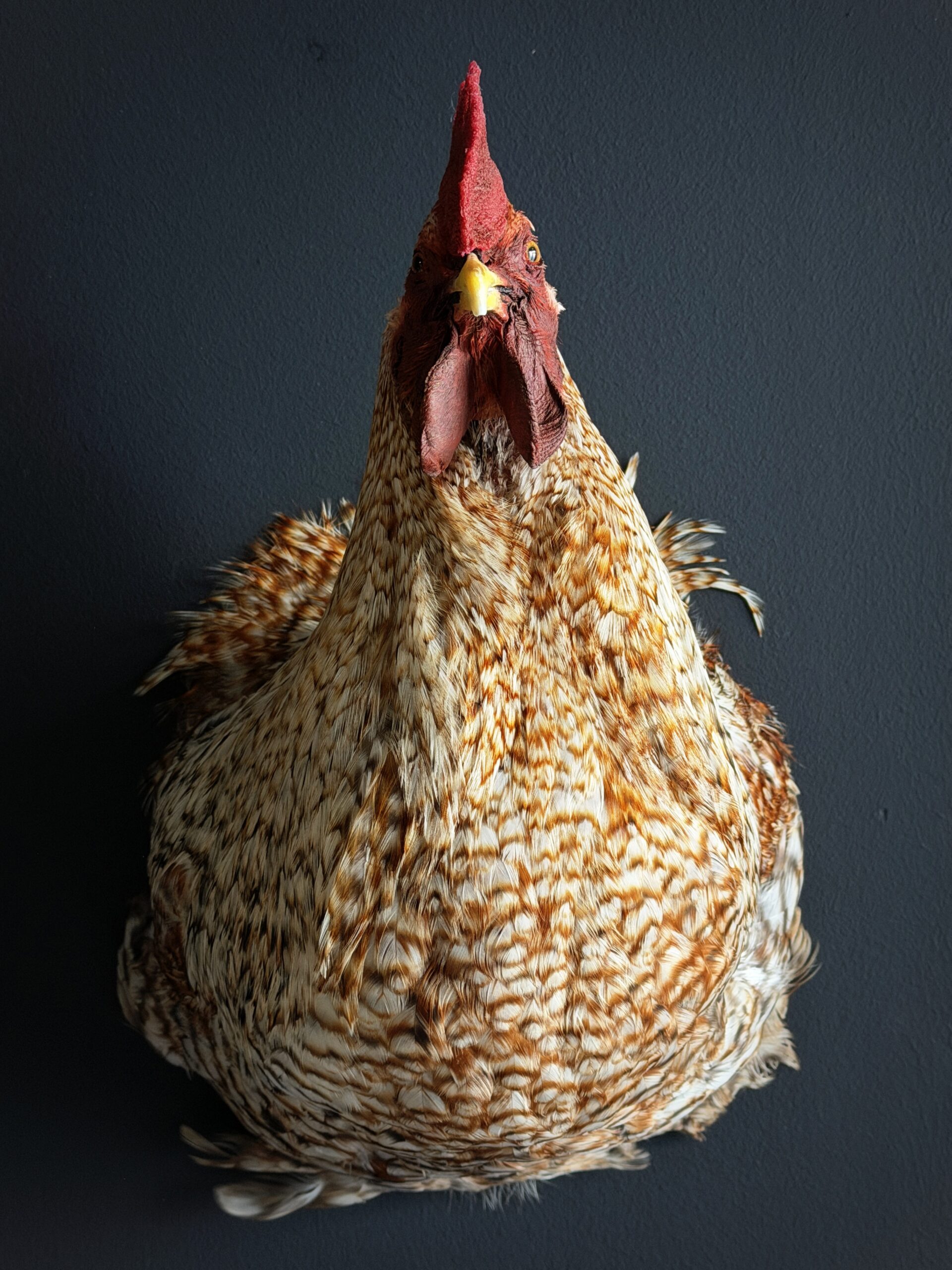 Opgezette haan Opgezette haan