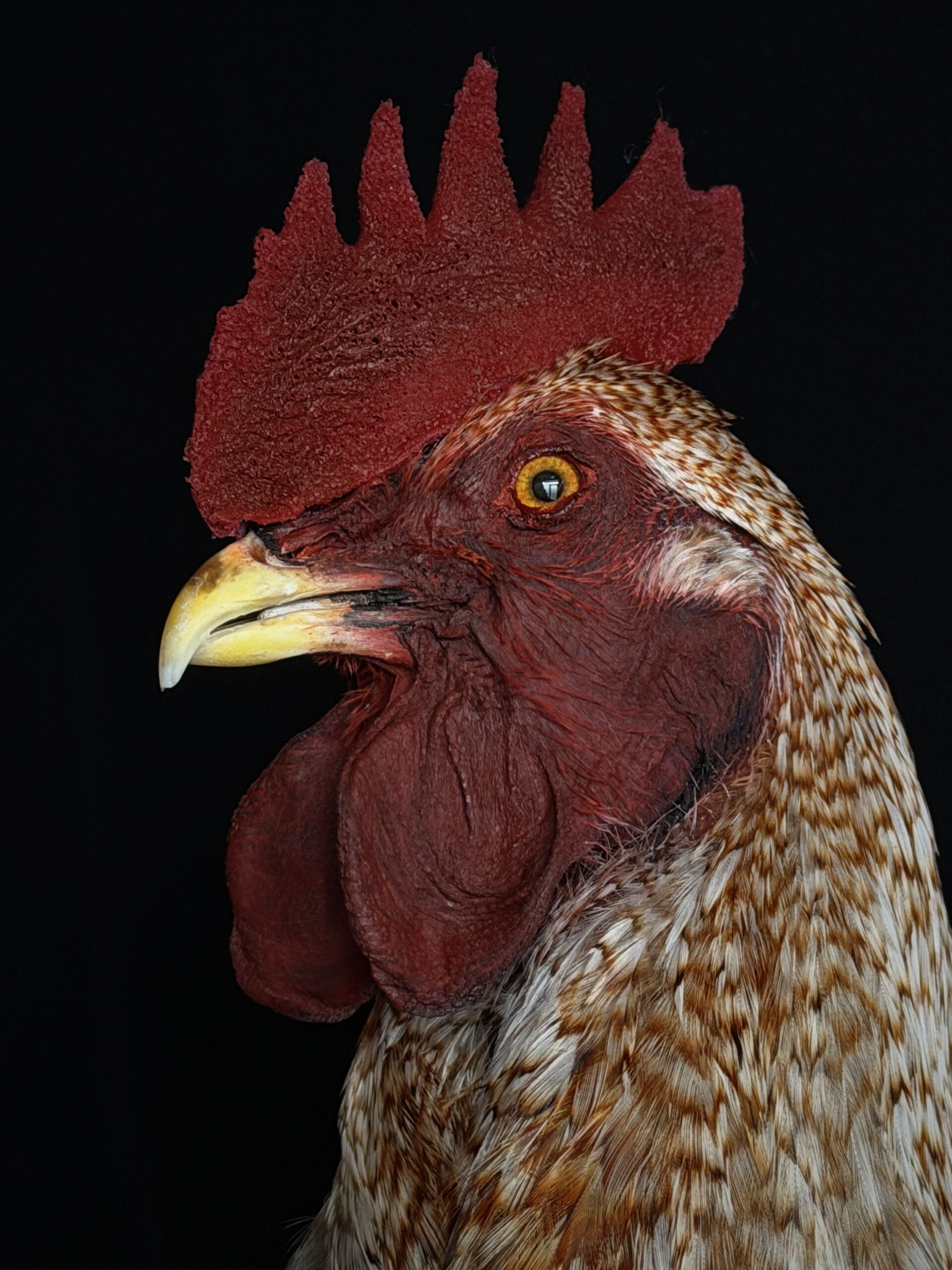 Opgezette haan Opgezette haan