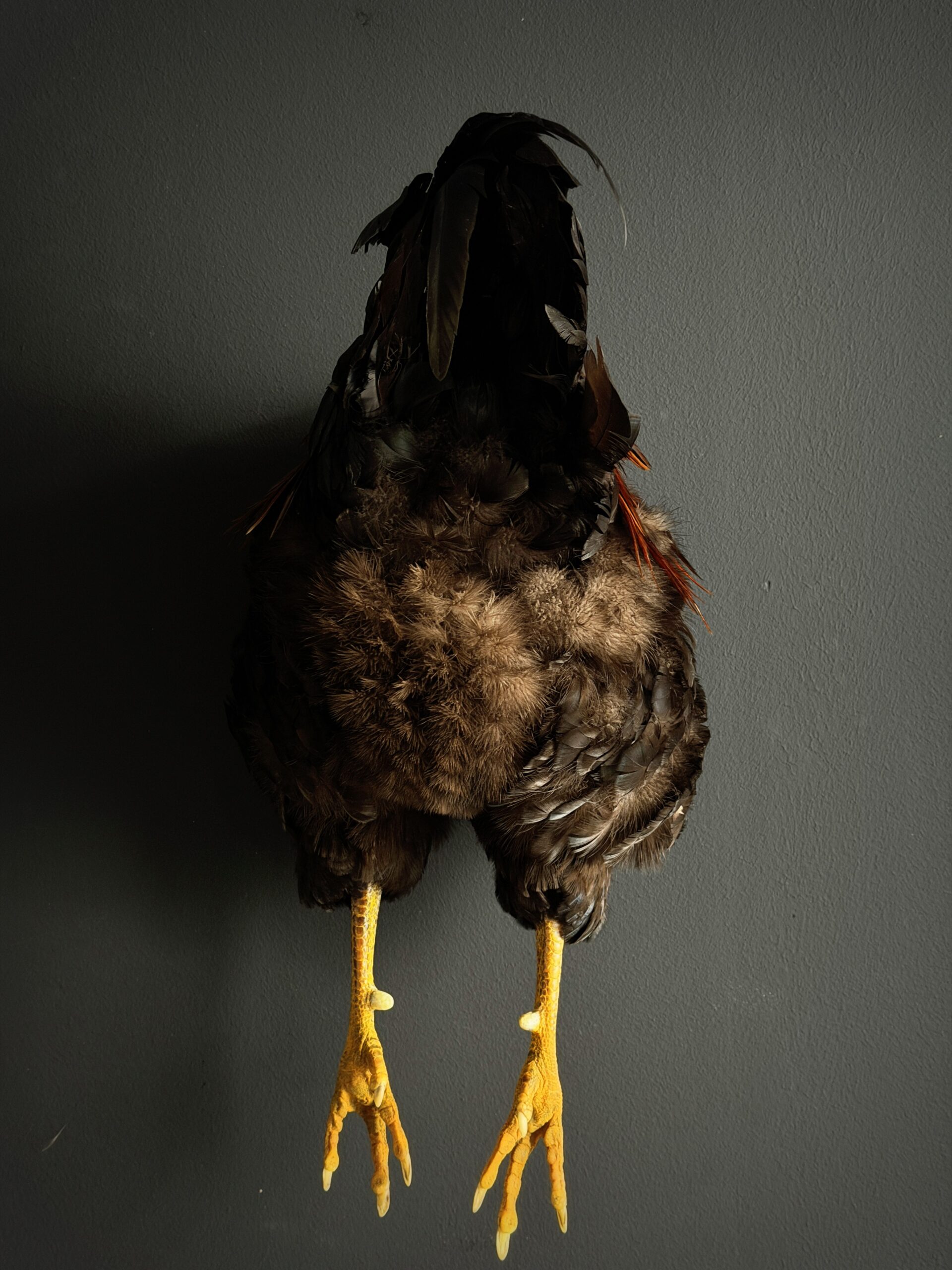 Opgezette achterkant van een haan