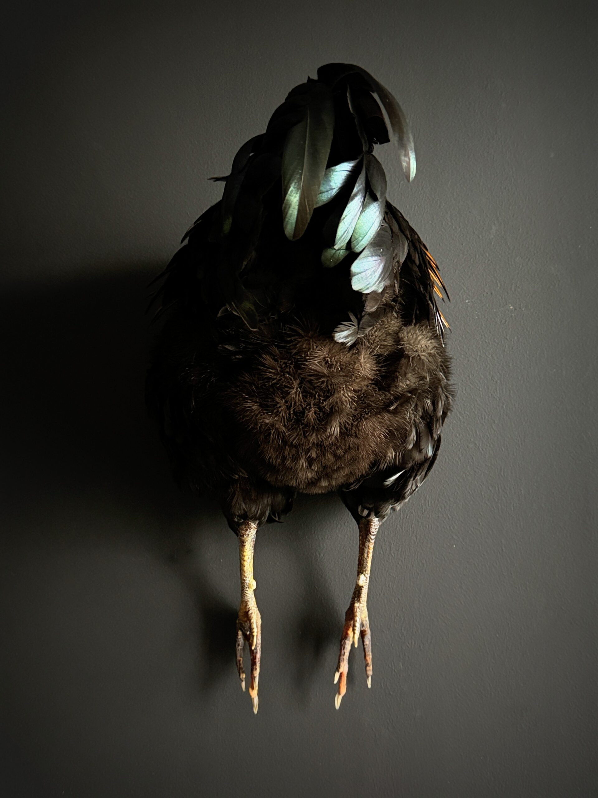 Opgezette achterkant van een haan