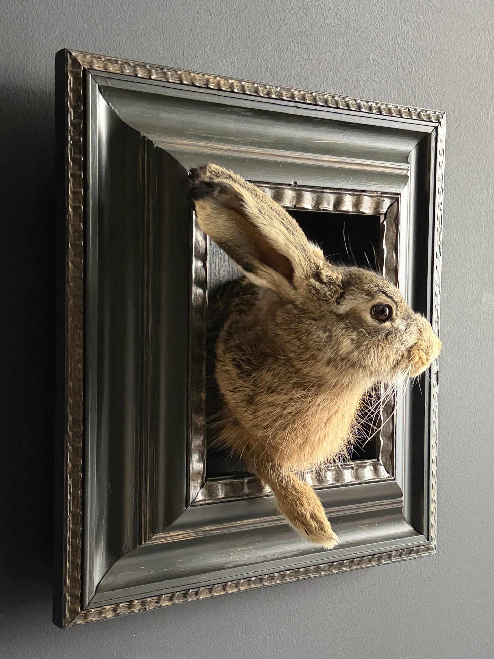 Opgezette haas Opgezette haas