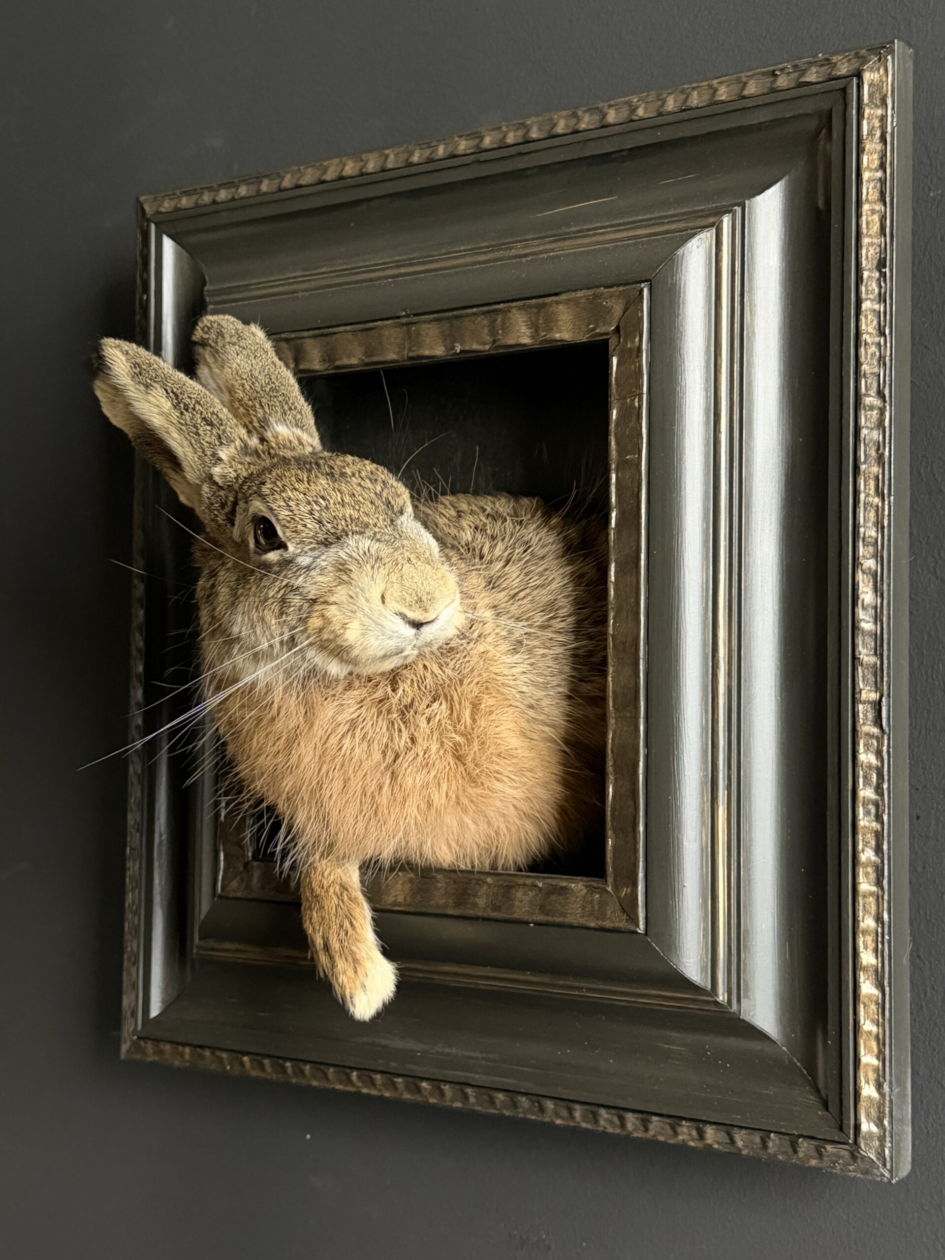 Opgezette haas Opgezette haas