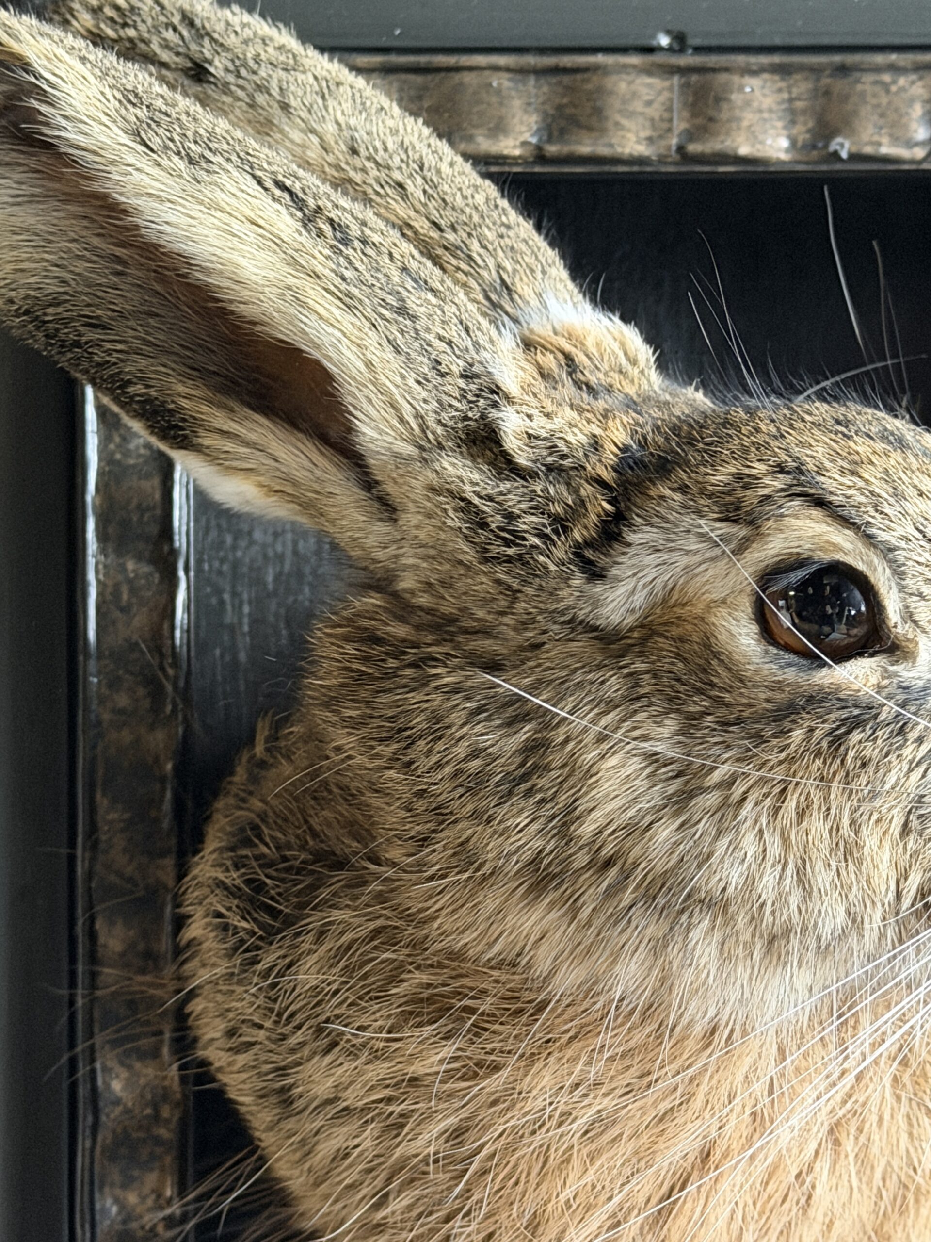 Opgezette haas Opgezette haas