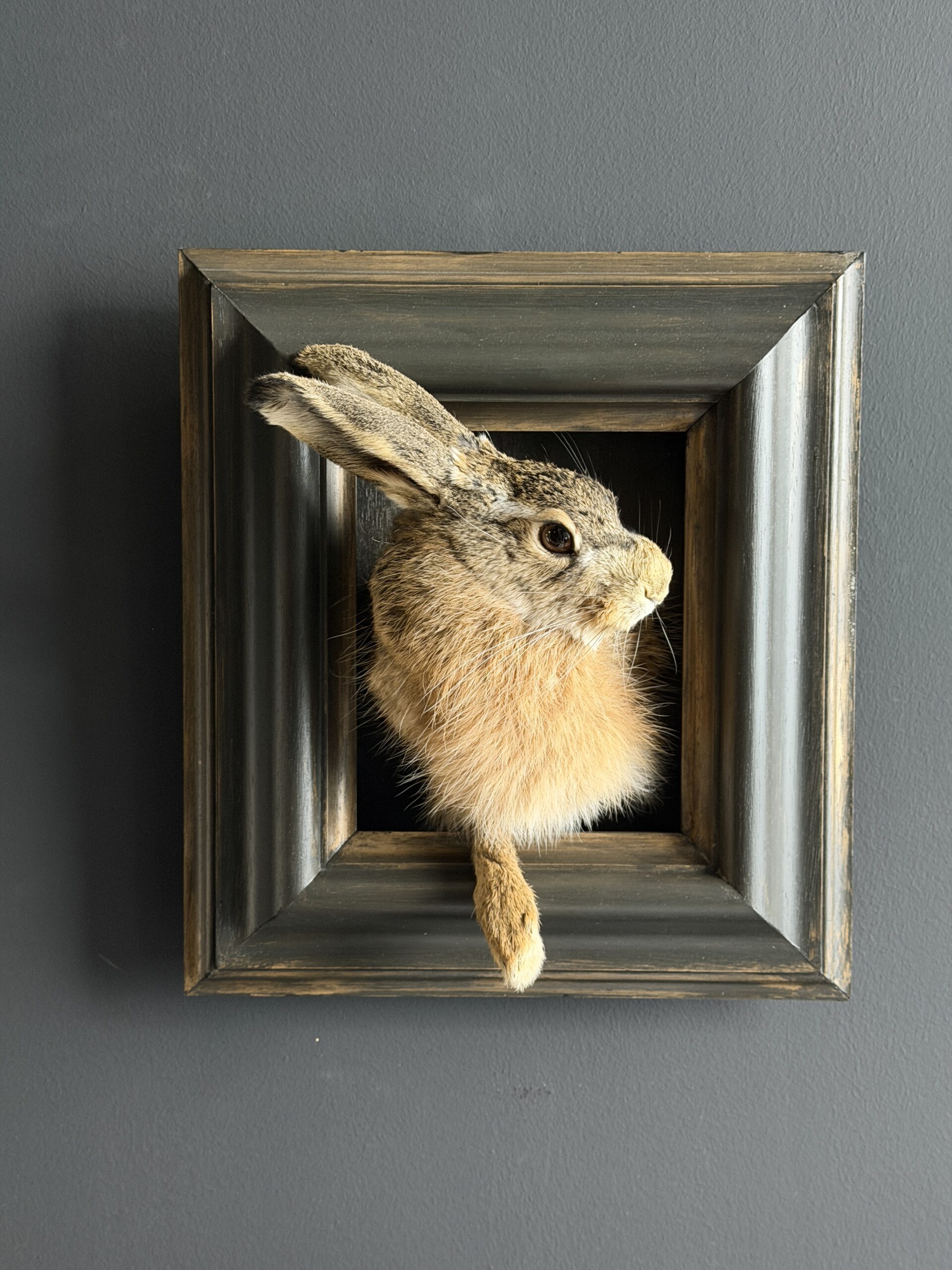 Opgezette haas Opgezette haas