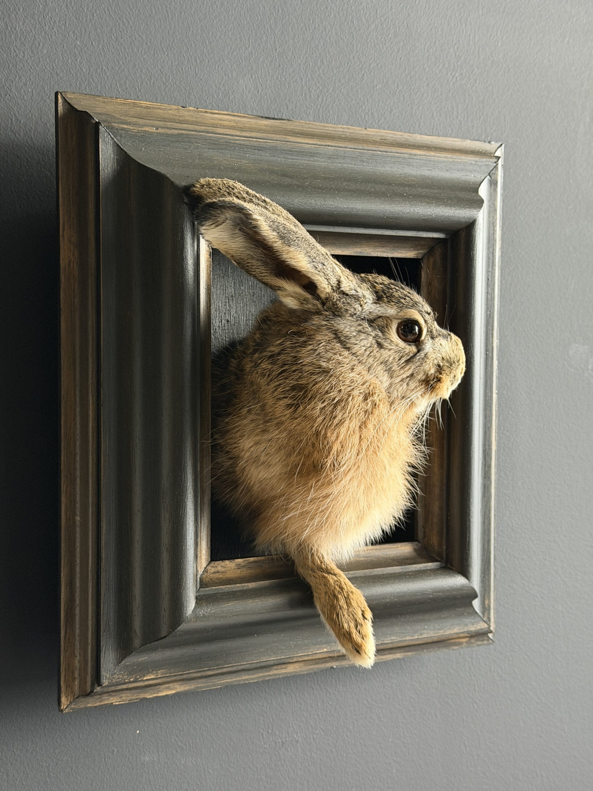 Opgezette haas Opgezette haas