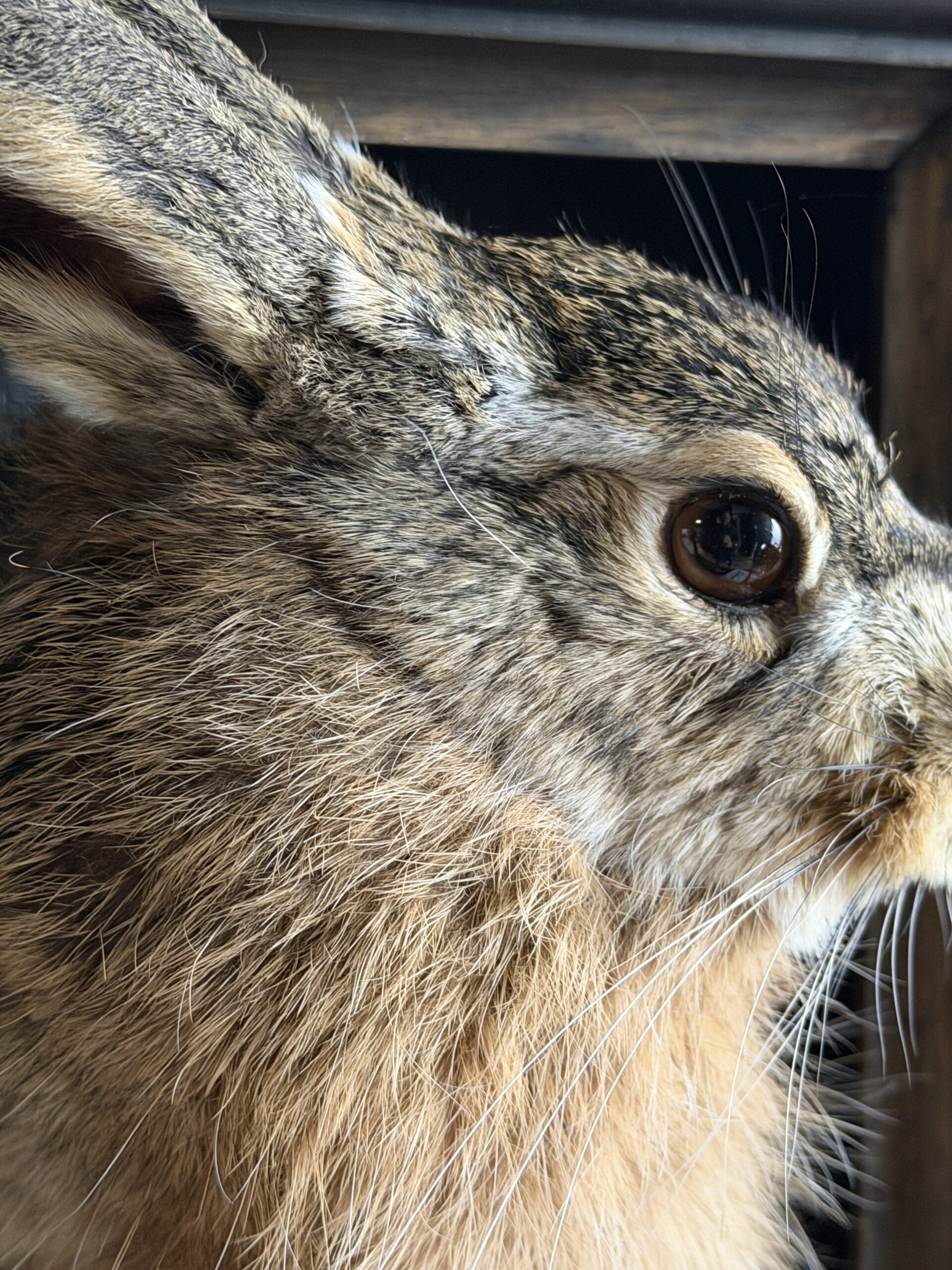 Opgezette haas Opgezette haas