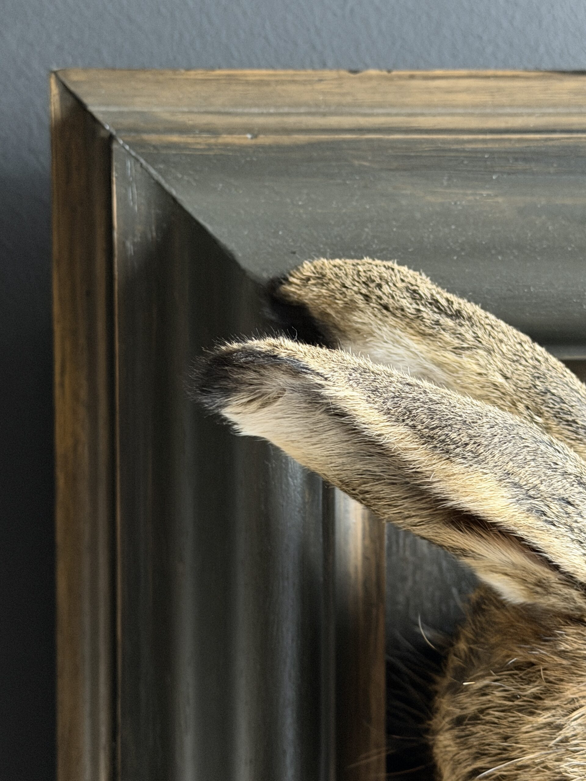 Opgezette haas Opgezette haas